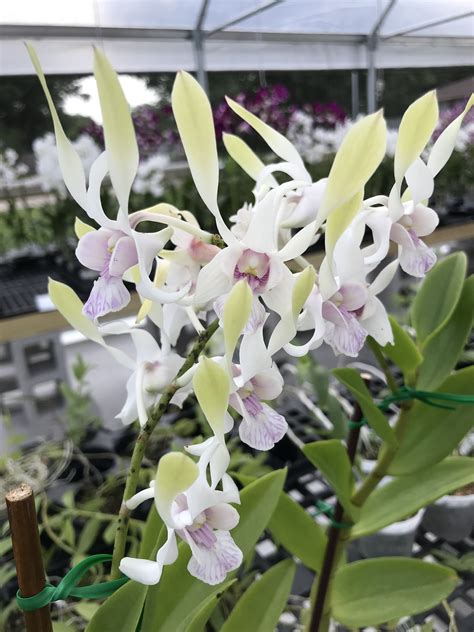 Dendrobium Lorrie Mortimer