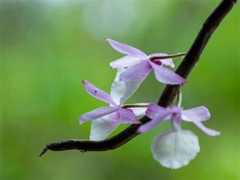 Dendrobium Lower Classifications