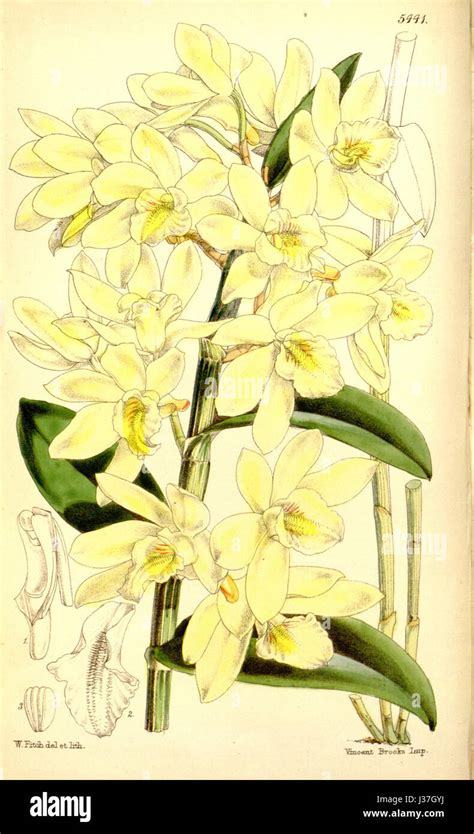 Dendrobium Luteolum