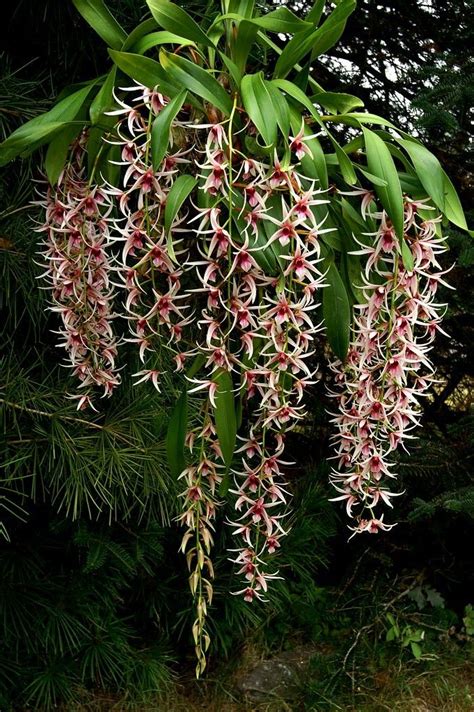 Dendrobium Lyonii