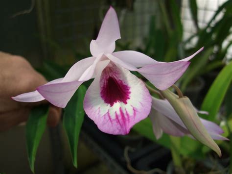 Dendrobium Maccarthiae