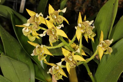 Dendrobium Macrophyllum Care