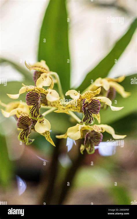 Dendrobium Macrophyllum X Atroviolaceum