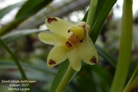 Dendrobium Malbrownii