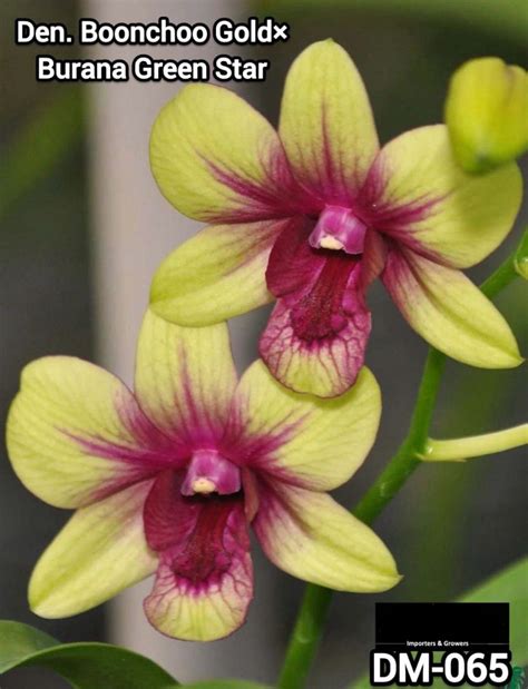 Dendrobium Medium