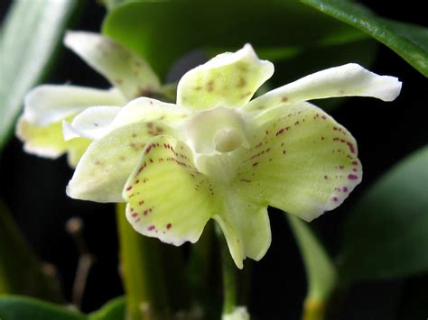 Dendrobium Micro Chip