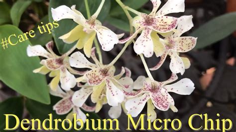 Dendrobium Micro Chip Care