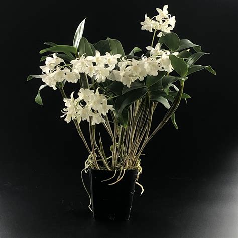 Dendrobium Mini Snowflake
