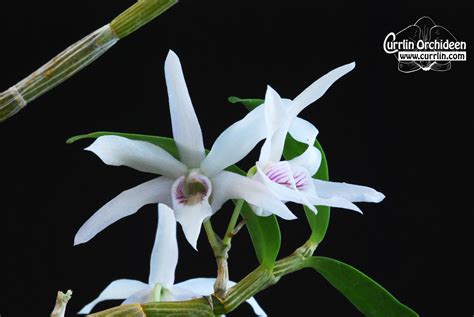 Dendrobium Moniliforme For