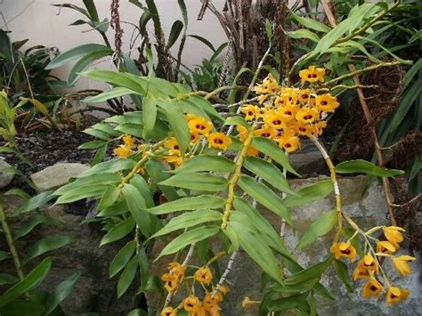 Dendrobium Moschatum Cuidados