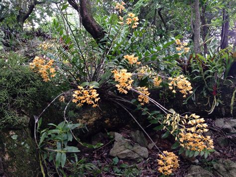 Dendrobium Moschatum Photo