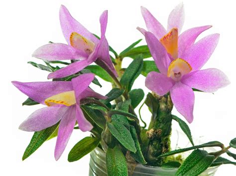 Dendrobium Mountain Magic