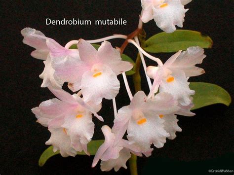 Dendrobium Mutabile