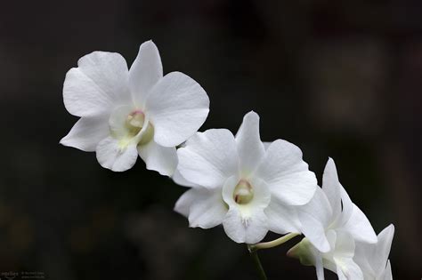 Dendrobium N