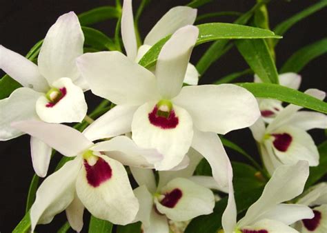 Dendrobium Nagasaki