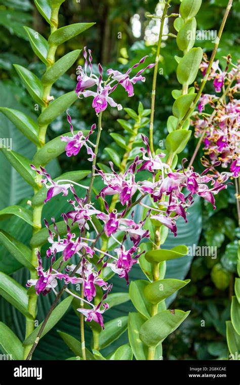 Dendrobium Narendra Modi