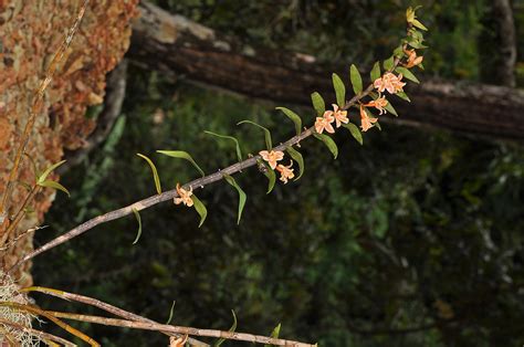 Dendrobium Nemorale