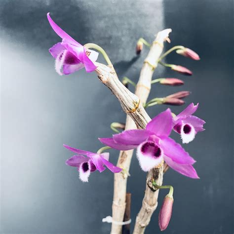 Dendrobium Nestor
