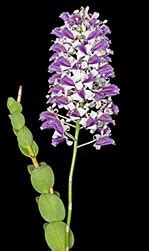 Dendrobium Nindii Blue