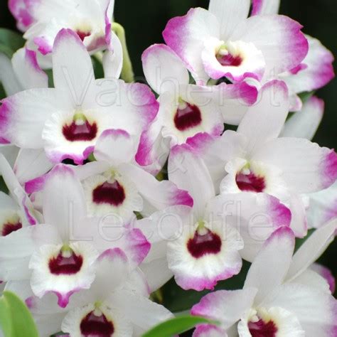 Dendrobium Nobile 2 Treiber