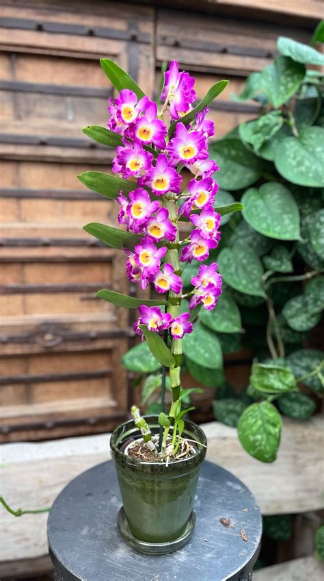 Dendrobium Nobile Akatsuki