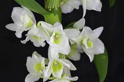 Dendrobium Nobile High