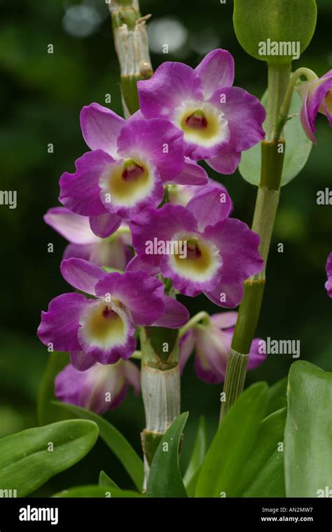 Dendrobium Nobile Hybride