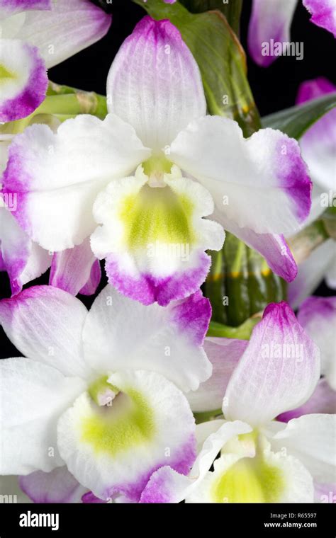 Dendrobium Nobile Hybrids