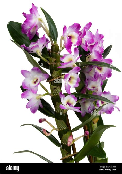 Dendrobium Nobile Stem