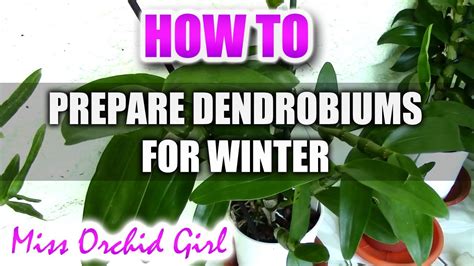 Dendrobium Nobile Winter Rest