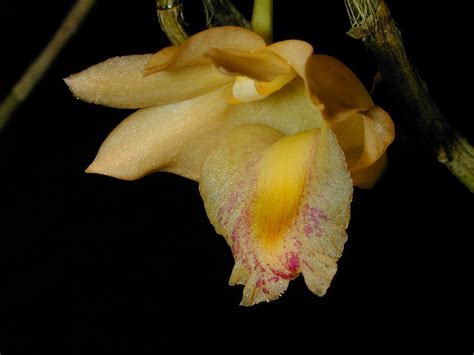 Dendrobium Nudum