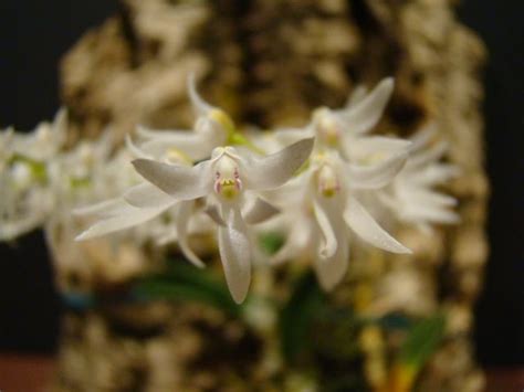 Dendrobium Nugentii