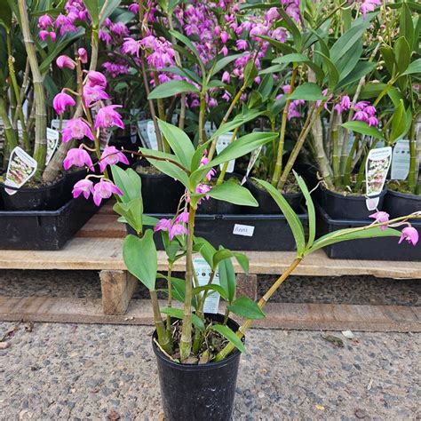 Dendrobium Nursery