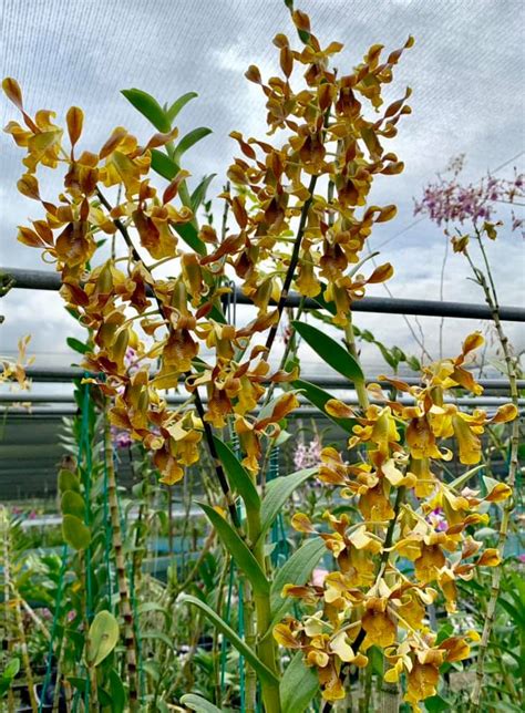 Dendrobium Odoardi