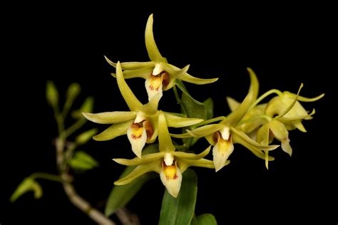 Dendrobium Officinale