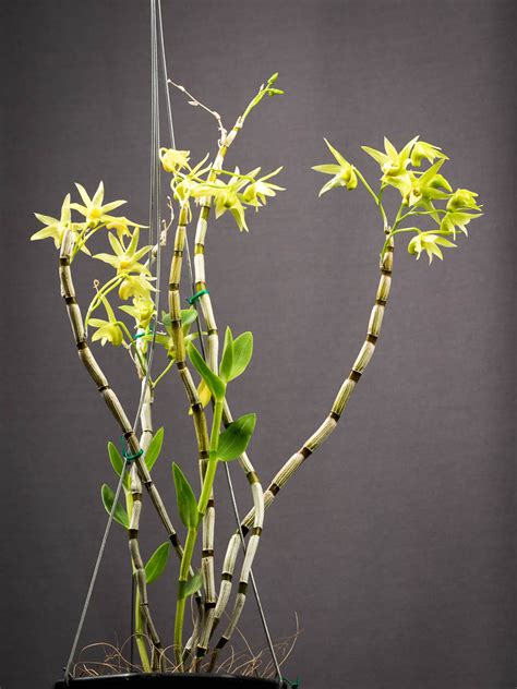 Dendrobium Officinale Plant