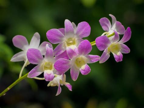 Dendrobium Orchid