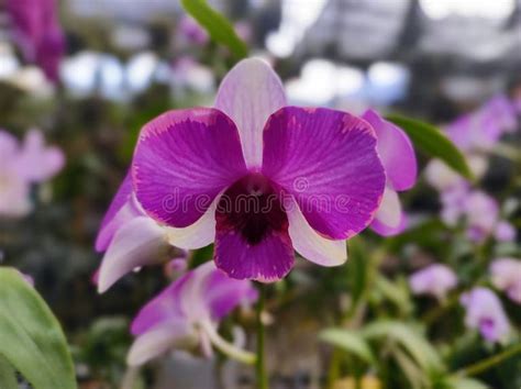 Dendrobium Orchid Botanical Name