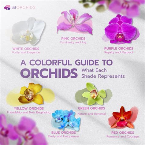 Dendrobium Orchid Color Chart