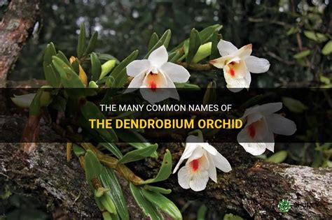 Dendrobium Orchid Common Name