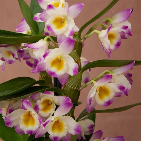 Dendrobium Orchid Delivery