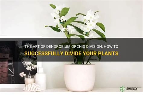 Dendrobium Orchid Division