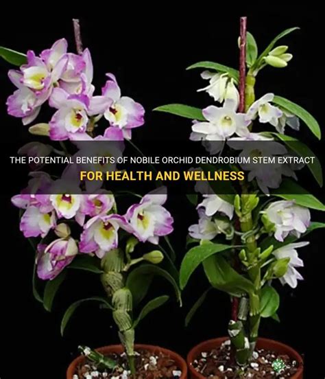 Dendrobium Orchid Extract