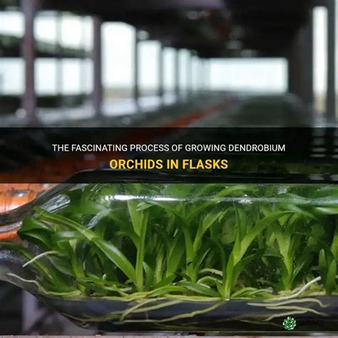 Dendrobium Orchid Flasks For