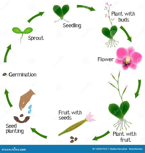 Dendrobium Orchid Flowering Cycle