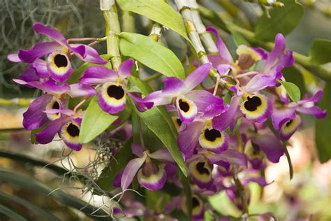 Dendrobium Orchid Growing Conditions