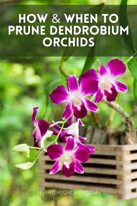 Dendrobium Orchid How To Prune