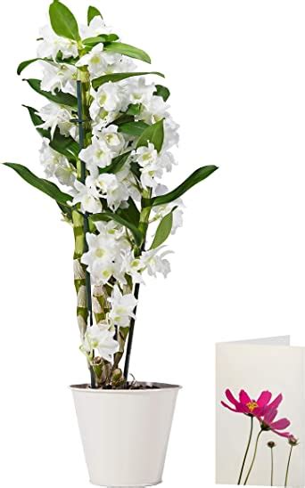 Dendrobium Orchid Morrisons