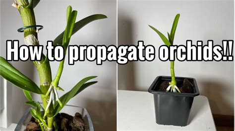 Dendrobium Orchid Propagation