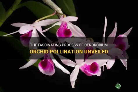 Dendrobium Orchid Reproduction
